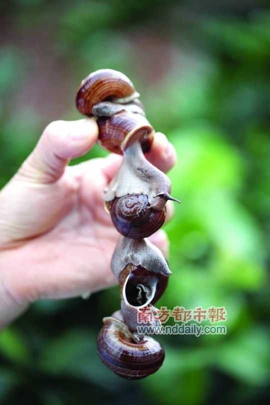 廣西的野生蝸牛追求原汁原味，做法也非常精簡。
