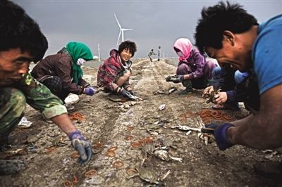 大雨將至，渤海邊的蟹池旁，蟹農(nóng)們不慌不忙地收綁梭子蟹。