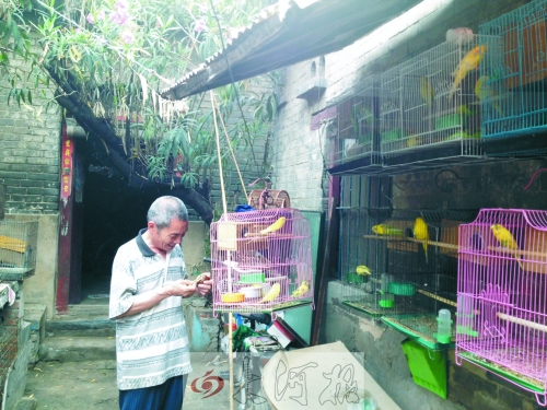 郭家大院的看護(hù)人郭天育老人在給鸚鵡喂食，對(duì)大院，他很不舍。