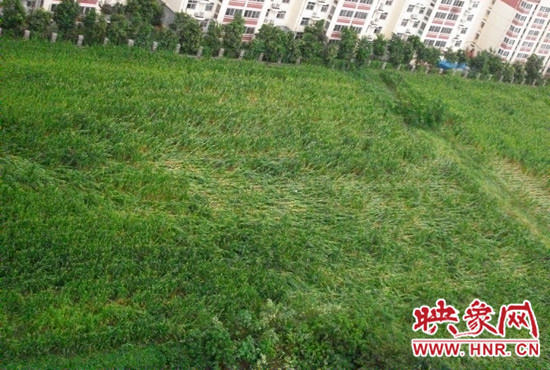 據(jù)映象網(wǎng)網(wǎng)友趙冠召反映，8月7日下午鄭州高新技術(shù)開發(fā)區(qū)突降暴雨冰雹，致使附近農(nóng)田近三分之一玉米倒伏