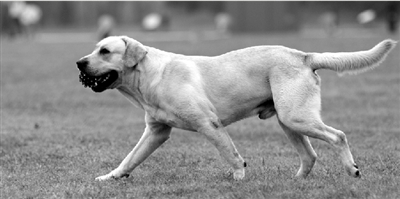 養(yǎng)犬限高35厘米一旦實(shí)施，拉布拉多、金毛等大型犬將被禁養(yǎng)。