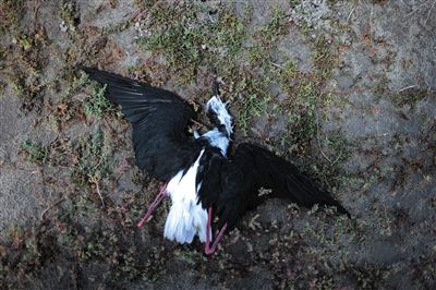 死去的鳥兒達到200多只，還有鳥兒在湖邊淤泥中掙扎著。