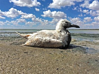 死去的鳥兒達到200多只，還有鳥兒在湖邊淤泥中掙扎著。