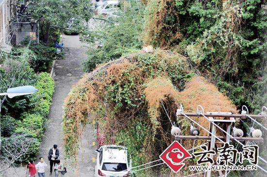 小貓蹲在一根纏滿(mǎn)了藤蔓的樹(shù)枝上。