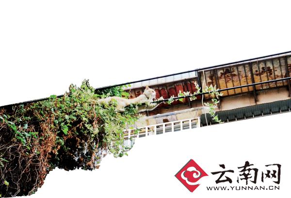 小貓下樹(shù)，但小貓就是不下來(lái)，反而爬到了一根緊貼著樹(shù)的電線(xiàn)上。