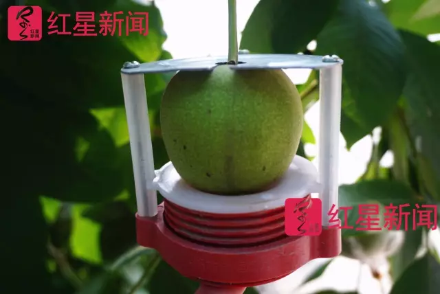 文玩核桃遇冷由幾萬(wàn)一對(duì)降到5元沒(méi)人要？商戶否認(rèn)