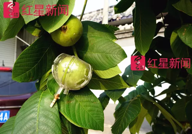 文玩核桃遇冷由幾萬(wàn)一對(duì)降到5元沒(méi)人要？商戶否認(rèn)