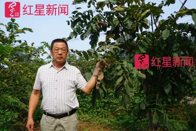 文玩核桃遇冷由幾萬(wàn)一對(duì)降到5元沒(méi)人要？商戶否認(rèn)