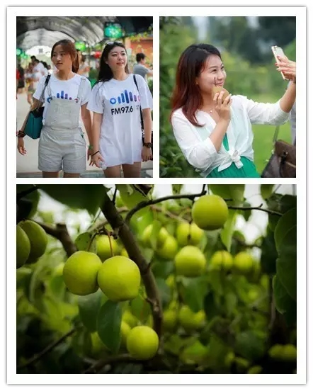 美女與香梨，你更愛哪一個？！