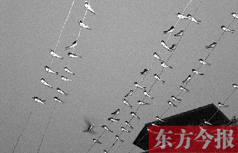 濟源市克井鎮(zhèn)苗莊村一戶農(nóng)家的晾衣繩上，上百只燕子來做客