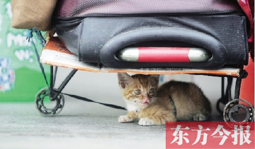昨日，鄭州火車站廣場。一只小貓鉆到了行李下躲避烈日
