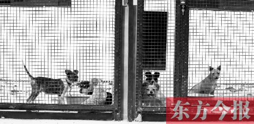 被主人遺棄的小狗暫時寄居在鄭州市犬只收容中心內(nèi)，如果沒有人來認領，他們將被處以安樂死