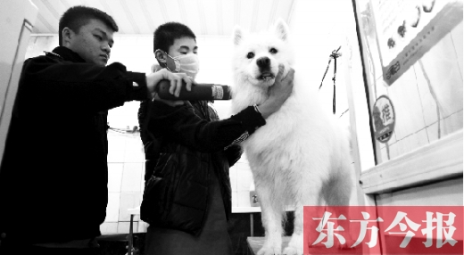 昨天，鄭州城管首次進寵物店清查無證犬只