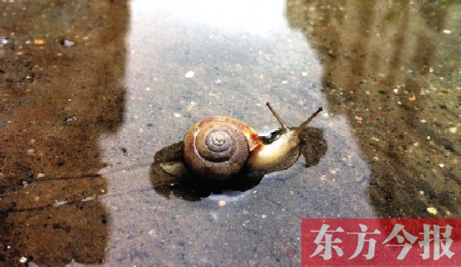 堵車俺不怕，就怕發(fā)大水，這不，一大早蹚水過街，現(xiàn)在已經(jīng)是下午了，俺還在馬路中間呢