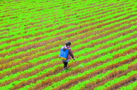 6月28日，內(nèi)黃縣東莊鎮(zhèn)馬固村農(nóng)民在花生地里噴施農(nóng)藥。