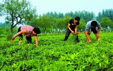 7月16日，內(nèi)黃縣后河鎮(zhèn)余莊村村民在花生地里除草。