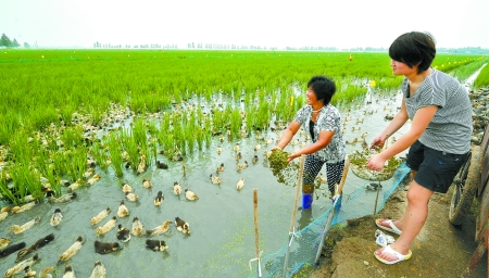 8月4日，濮陽(yáng)縣稻米專業(yè)合作社的社員在稻田喂鴨。