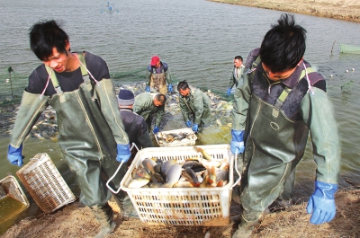 3月18日，漁民在溫縣黃河鯉魚生態(tài)養(yǎng)殖基地捕魚，近日，溫縣3000畝黃河鯉魚生態(tài)養(yǎng)殖基地的頭茬魚開始