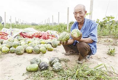 種的是“三白瓜”，長出來的瓜非常雜，其中最多的是本地甜面瓜，俗稱“一窩猴”
