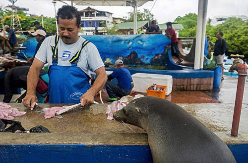 海獅變魚攤?？?排隊(duì)“購買”金槍魚