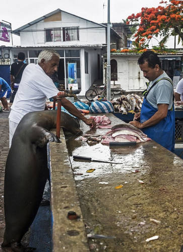 海獅變魚攤?？?排隊(duì)“購買”金槍魚