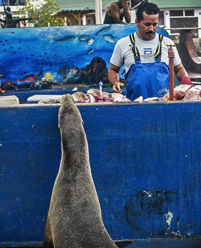 海獅變魚攤常客 排隊(duì)“購買”金槍魚