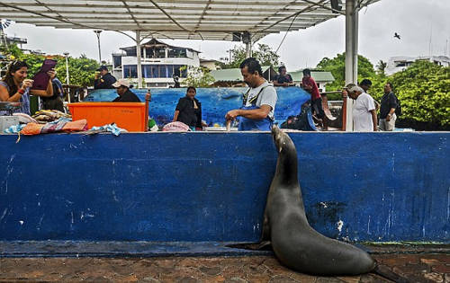 海獅變魚攤?？?排隊(duì)“購買”金槍魚