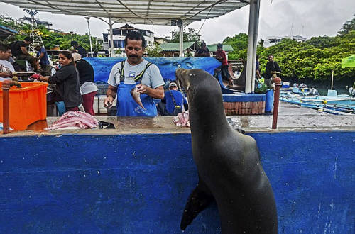 海獅變魚攤?？?排隊(duì)“購買”金槍魚