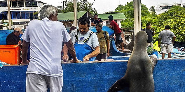 海獅變魚攤?？?排隊(duì)“購買”金槍魚