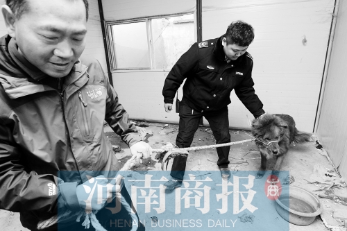 麻藥起作用后，這只藏獒被執(zhí)法人員控制