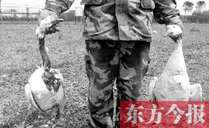 濟源一山間農(nóng)場遭襲，死傷200多只大鵝