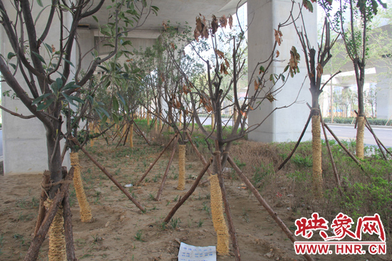 北三環(huán)經(jīng)三路橋下種的樹木有的葉子已經(jīng)干枯。