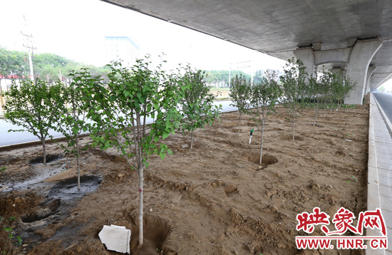 西三環(huán)淮河路立交橋下,新栽種的六七十棵枇杷樹。