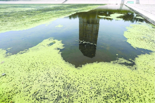 幾近干涸、臭氣熏天、長(zhǎng)滿水草的東風(fēng)渠，已不見往日容顏　 記者 侯建勛/攝