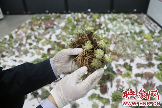 這些被截獲的多肉植物郵件面單上的品名大多申報(bào)為“禮物”、“衣服”等，屬于瞞報(bào)行為。