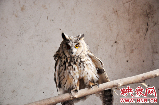 據(jù)了解，長耳鸮屬于夜行動(dòng)物，是一種益鳥，主要捕食鼠類。
