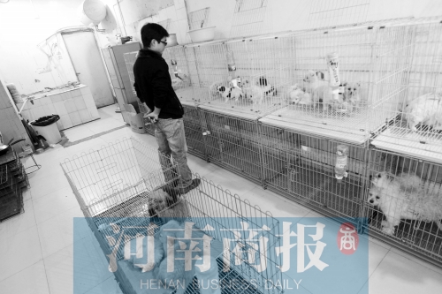 市民反映，淮河路“緣寵”寵物店曾出售疑似患病的狗