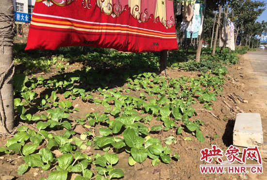 西四環(huán)中原路交叉口，大片生態(tài)廊道被毀，變成私家菜園。