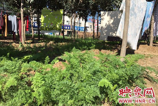 西四環(huán)中原路交叉口，大片生態(tài)廊道被毀，變成私家菜園。