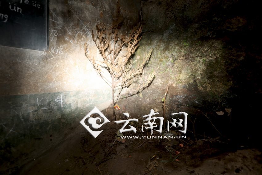 　教室里沒有燈，光線太暗，村民便種下了野蘇麻，希望教室有綠色，讓孩子們看到“希望”。 徐弘毅 攝