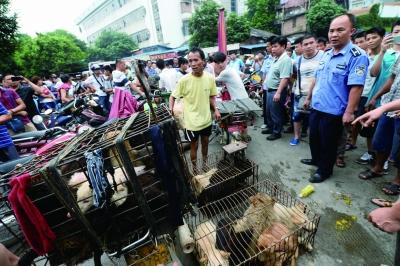 今天是廣西玉林狗肉節(jié)，市場上的攤販增加了數(shù)倍，城管也出動對市場上的占道行為進(jìn)行規(guī)范 記者 劉暢 攝