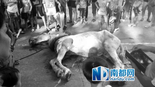 死馬拉的車。 游客圍觀死馬。游客供圖