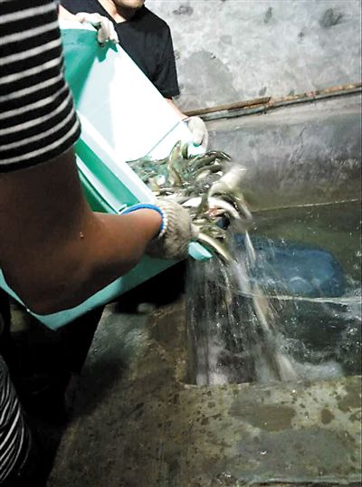 主人將撈上來的魚放進(jìn)魚池。