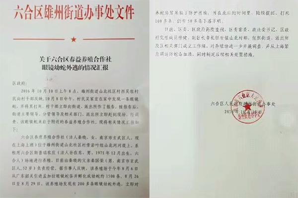 交匯點(diǎn)10月10日消息， 10日晚上，一則消息在南京人的朋友圈和微信群里瘋傳，網(wǎng)傳消息稱：六合雄州街道山北村一個(gè)農(nóng)莊私自養(yǎng)眼鏡蛇，幾天前突然跑出來了，估計(jì)二三百條。交匯點(diǎn)記者向六合區(qū)委宣傳部相關(guān)人士求證，證實(shí)了此事確實(shí)發(fā)生。