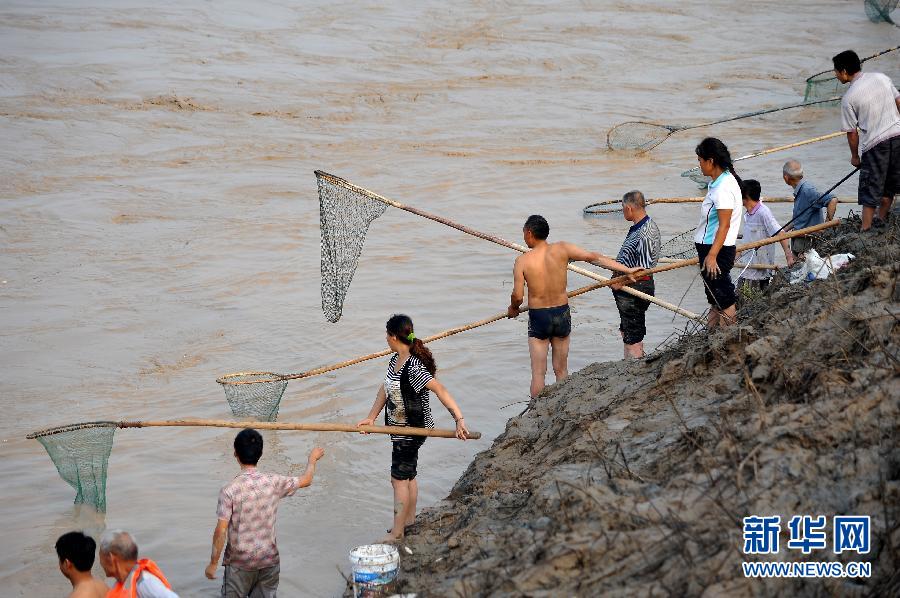 7月6日,在山西省平陸縣黃河岸邊,人們?cè)诤舆叢稉泣S河“流魚(yú)”。
