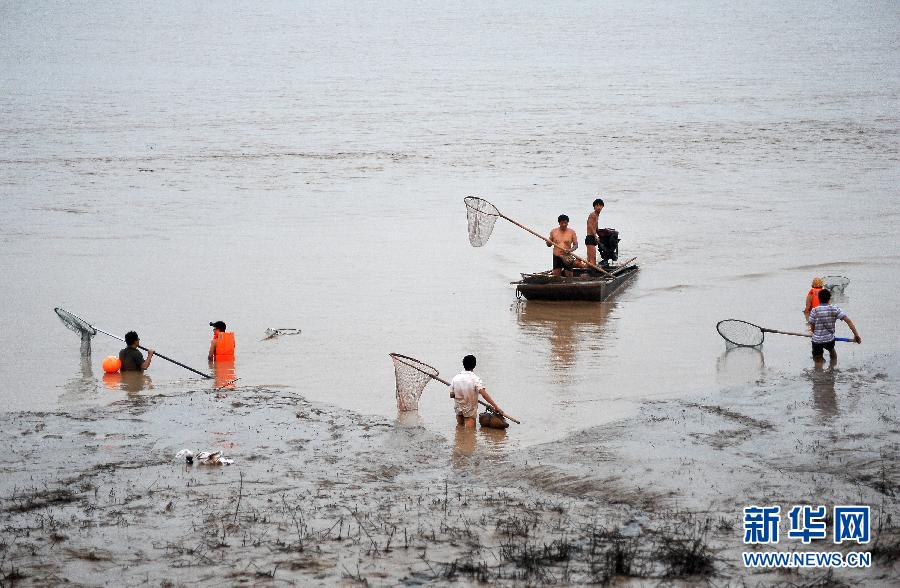 7月6日,在山西省平陸縣黃河河道內(nèi),人們?cè)诓稉泣S河“流魚(yú)”。