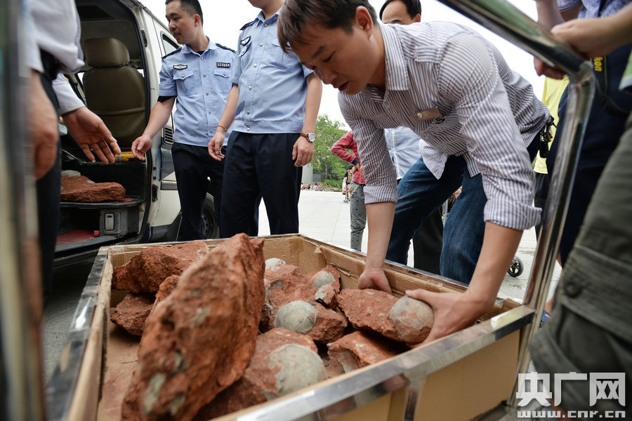 2015年4月19日，廣東河源，道路改造施工現(xiàn)場，挖出一大窩恐龍蛋化石。