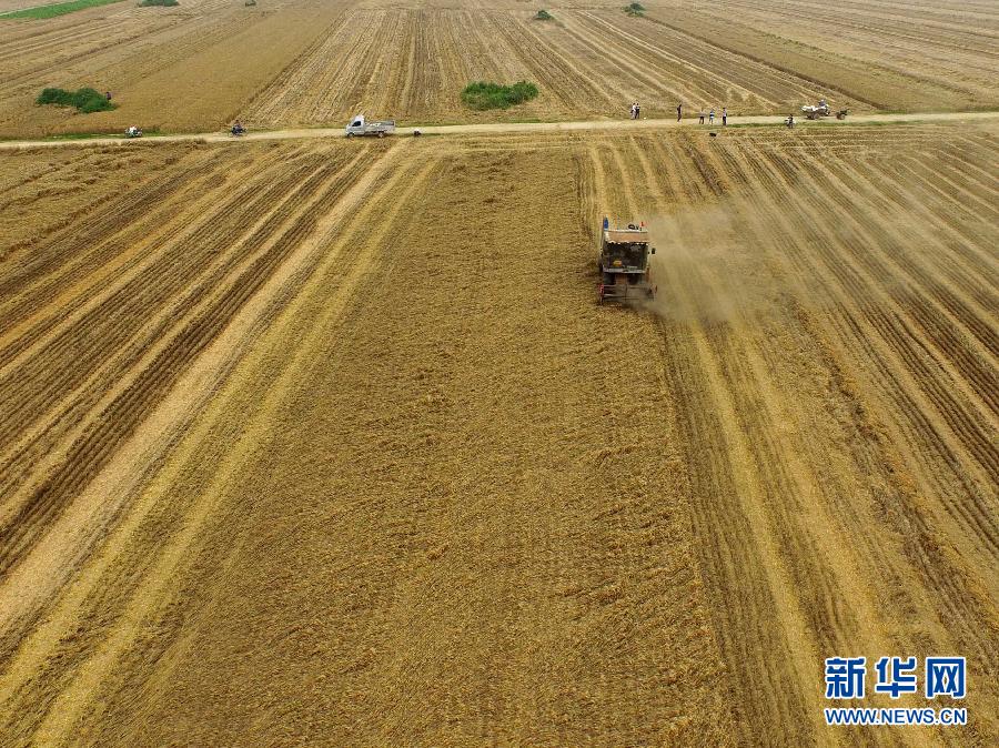 這是5月28日在河南省南陽(yáng)市唐河縣甘河灣村航拍的麥?zhǔn)宅F(xiàn)場(chǎng)。