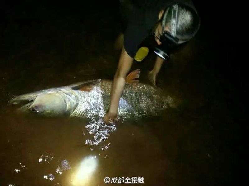 圖為父子倆發(fā)現(xiàn)大魚。