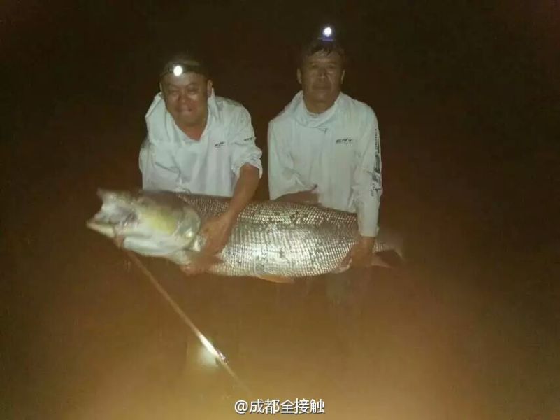　圖為大魚需要兩個(gè)人抱起。